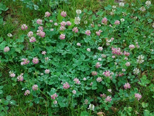 Alsike Clover Seed - 20 Lbs.