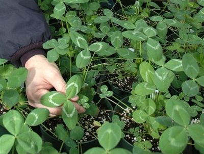 Apache Arrowleaf Clover Seed - 25 Lbs.