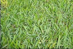 Argentine Bahia Pasture Grass Seed - 25 Lbs.