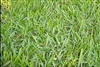 Argentine Bahia Pasture Grass Seed - 5 Lbs.