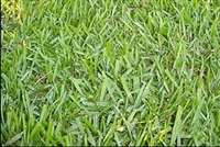 Argentine Bahia Pasture Grass Seed - 5 Lbs.