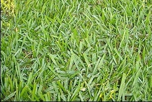 Argentine Bahia Pasture Grass Seed - 5 Lbs.