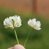 Ball Clover Seed - Great for Honey Bees - 1 Lb.