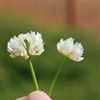 Ball Clover Seed - Great for Honey Bees - 10 Lbs.