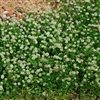 Ball Clover Seed - Great for Honey Bees - 25 Lbs.