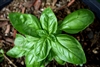 Sweet Basil Herb Seed - 1 Packet