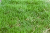 Bermuda Grass Seed Common Hulled - 1 Lb.