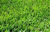 Bermuda Grass Seed Common Raw Unhulled - 10 Lbs.