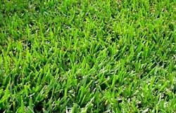Bermuda Grass Seed Common Raw Unhulled - 25 Lbs.
