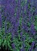 Salvia Blue Bedder Seed - 1 Packet