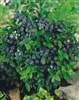 Blueberry Bush - 1 Gallon