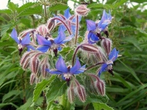 Borage Blue Seeds - 1 packet