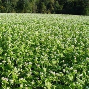 Buckwheat Seed - 5 Lbs.