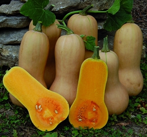 Squash Butternut, Waltham