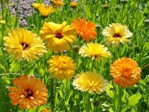 Calendula Pacific Beauty Mix Seed - 1 Packet