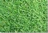 Carpetgrass Seed - 1 Lb.