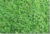 Carpetgrass Seed - 10 Lbs.