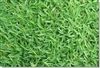 Carpetgrass Seed - 50 Lbs.