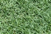 Celebration Bermuda Grass Plugs - 1 Tray