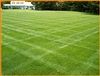 Centipede "Coated"Grass Seed - 1/4 Lb.