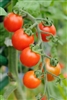 Cherry Tomato Heirloom Seed - 1 Packet