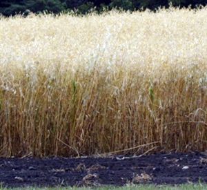 Coker 227 Oats Seed - 25 Lbs.