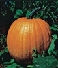 Pumpkin Connecticut Field Seed - 1 Packet