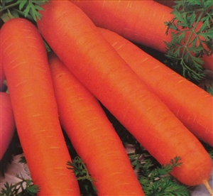 Carrot Nantes Coreless Seed - 1 Packet