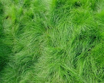 Creeping Red Fescue Grass Seed - 5 Lbs.