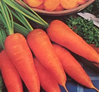 Carrot Danvers Half Long Seed - 1 Packet