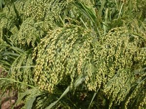 Dove Proso Millet Seed - 20 Lbs.