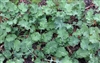 Dwarf Siberian Improved Kale Seed - 1 Lb.