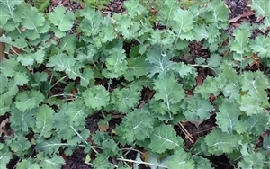 Dwarf Siberian Improved Kale Seed - 1 Lb.