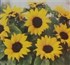 Sunflower Dwarf Sunspot Seed - 1 Packet
