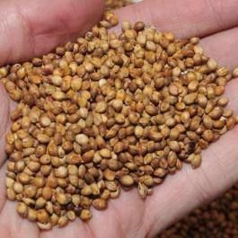 Egyptian Wheat Seed - 3 Lbs.