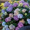 Endless Summer Hydrangea Floral Plant - 1 Gallon