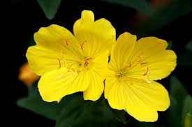 Evening Primrose Seeds - 1 packet