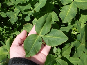Fixation Balansa Clover Seed - 25 Lbs.