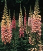 Foxglove Excelsior Hybrid Mixed Colors Seed - 1 Packet