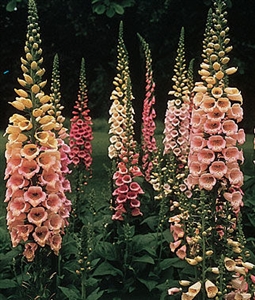 Foxglove Excelsior Hybrid Mixed Colors Seed - 1 Packet