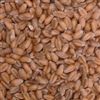 Georgia Gore Wheat Seed - 1 Lb.