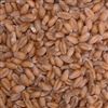 Georgia Gore Wheat Seed - 2 Lbs.