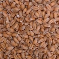 Georgia Gore Wheat Seed - 20 Lbs.