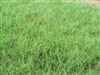 Giant Bermuda Grass Seed Hulled - 1 Lb.