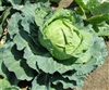 Cabbage Golden Acre Seed Heirloom - 1 Packet
