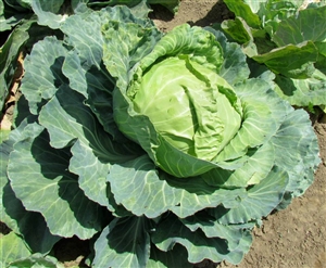 Cabbage Golden Acre Seed Heirloom - 1 Packet