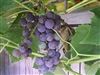 Grape Vine - 1 Gallon