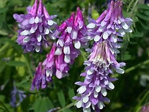 Hairy Vetch Seed - 1 Lb.