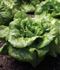 Lettuce Buttercrunch Seed Heirloom - 1 Packet