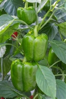 Pepper Early Calwonder Seed Heirloom - 1 Packet